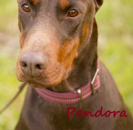 Pandooa with name