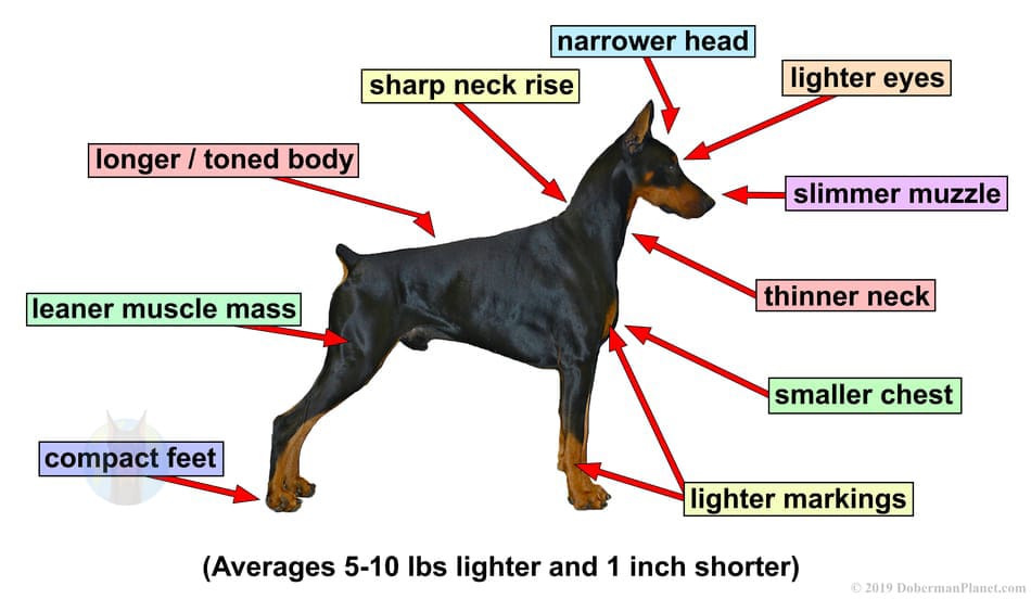 American Doberman with labels of its body parts