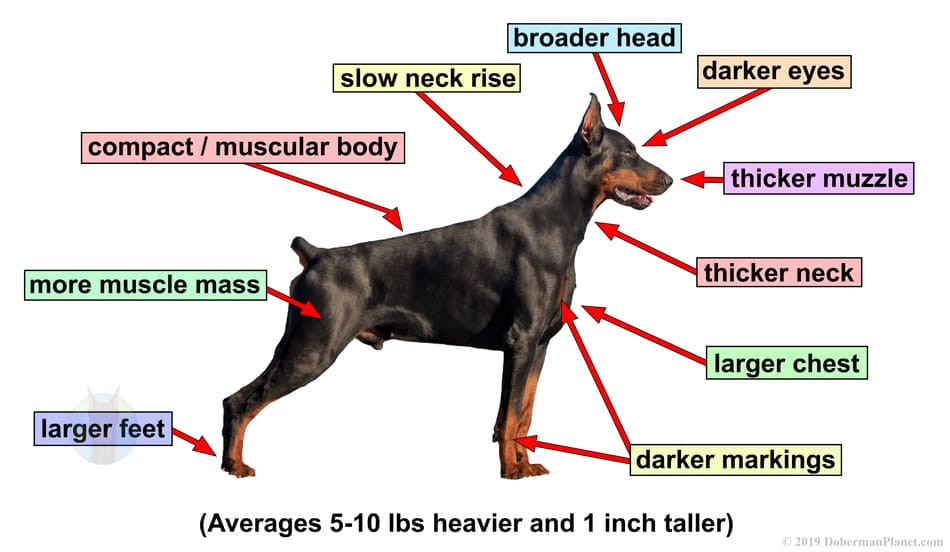 European Doberman with labels of its body parts