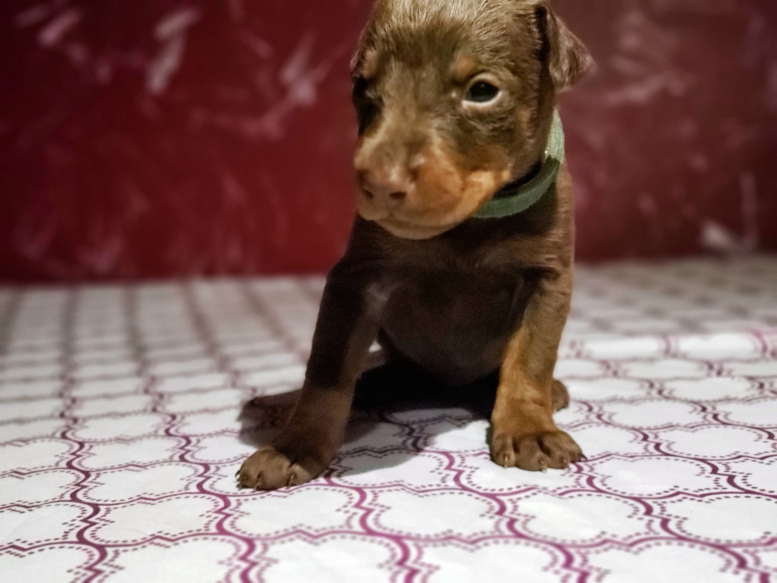 three-week-old puppy looking at the camera