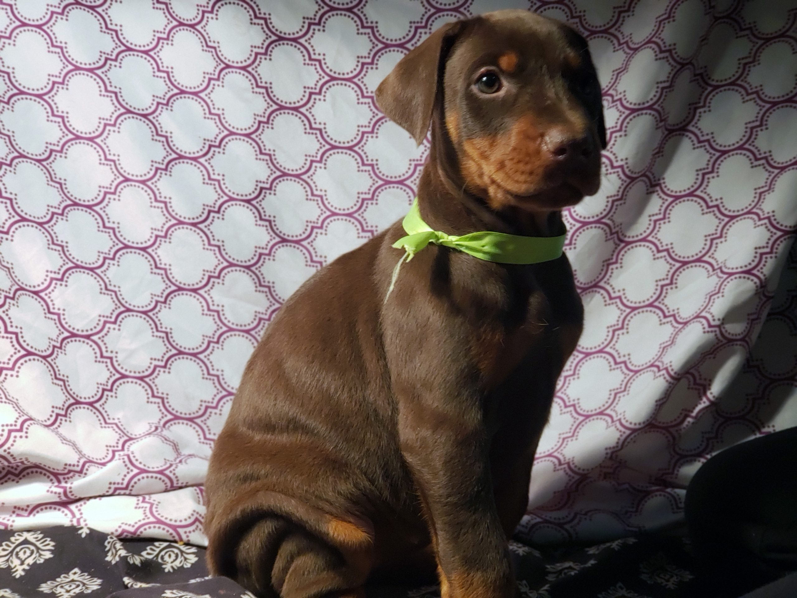 a sitting puppy with a ribbon on its neck