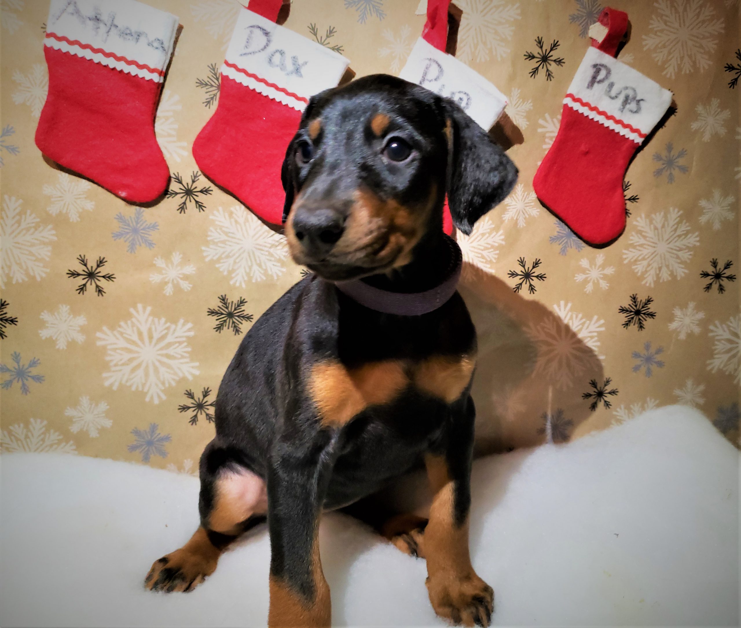 a puppy with Christmas decors in the background