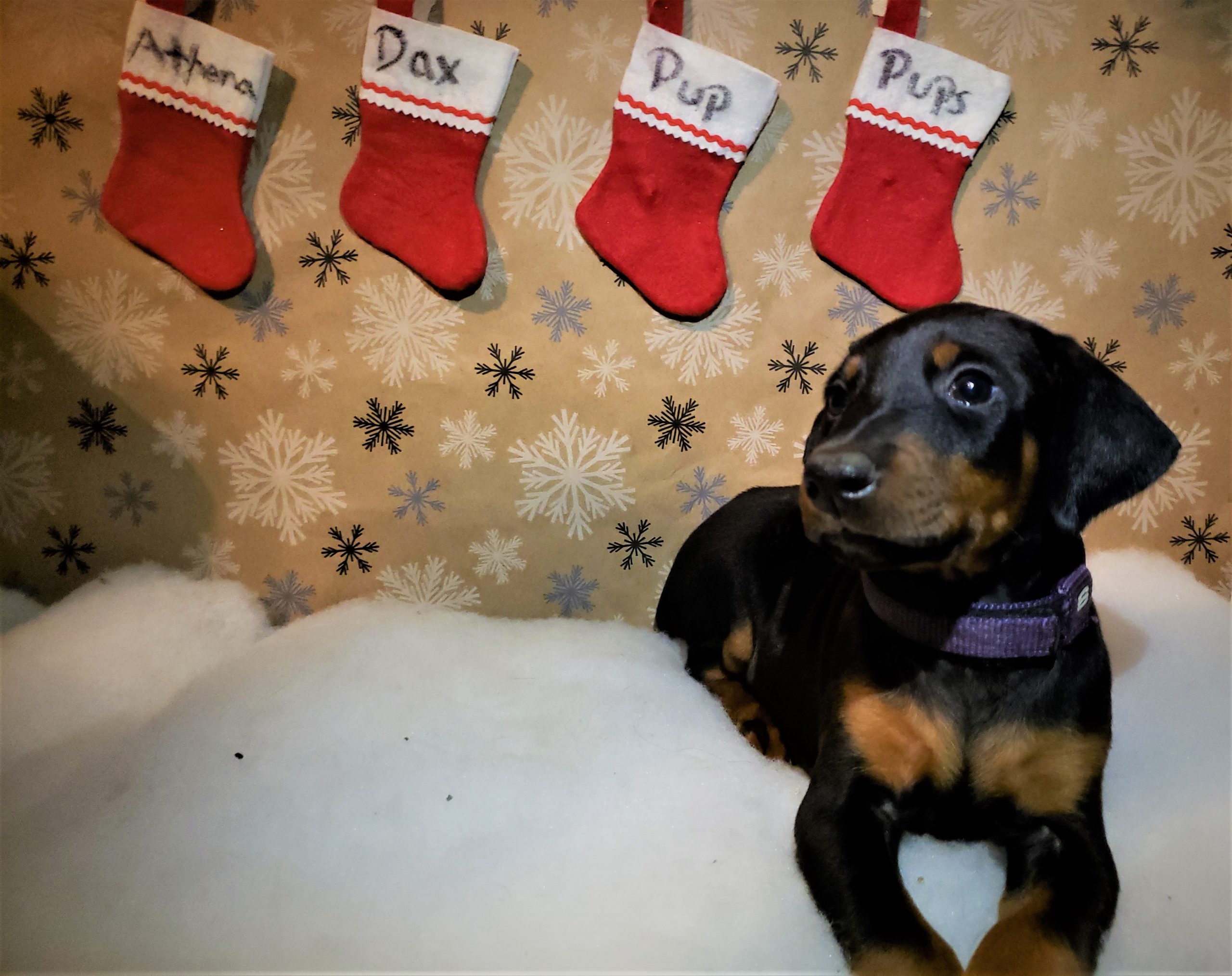 a puppy on a soft blanket with Christmas-themed wallpaper and decors in the background