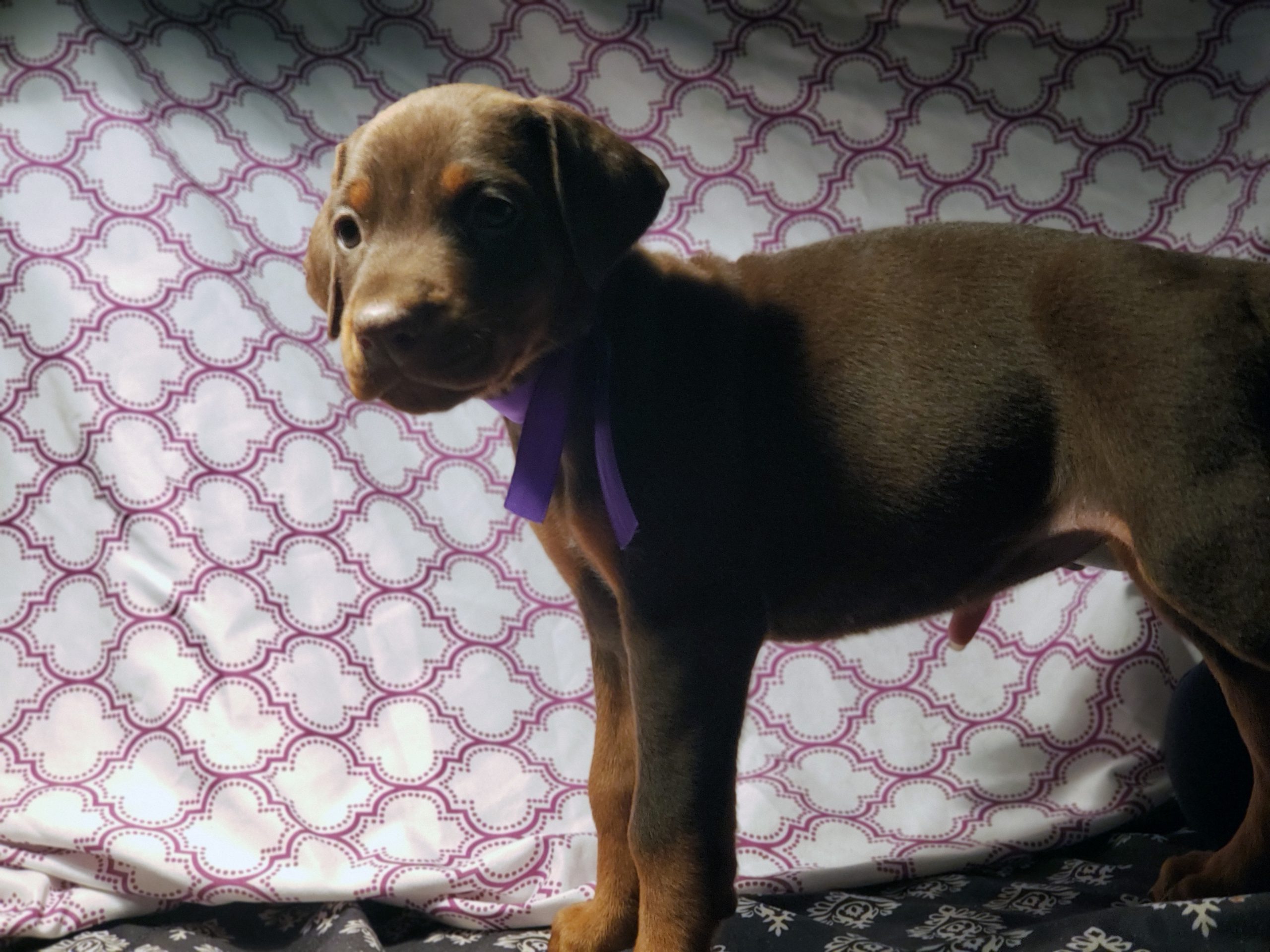 standing little dog with a purple collar