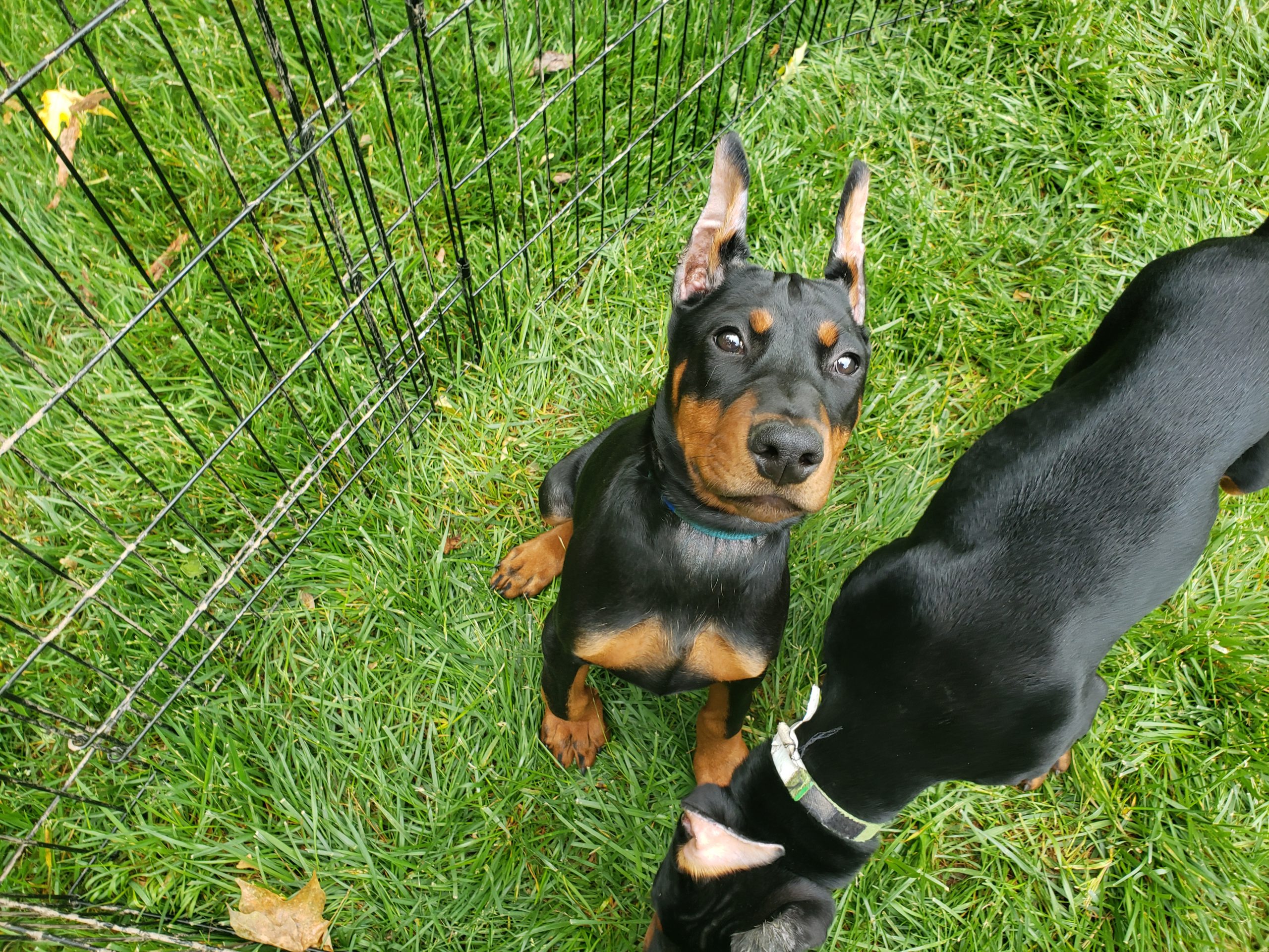 young Doberman puppy with its ears standing