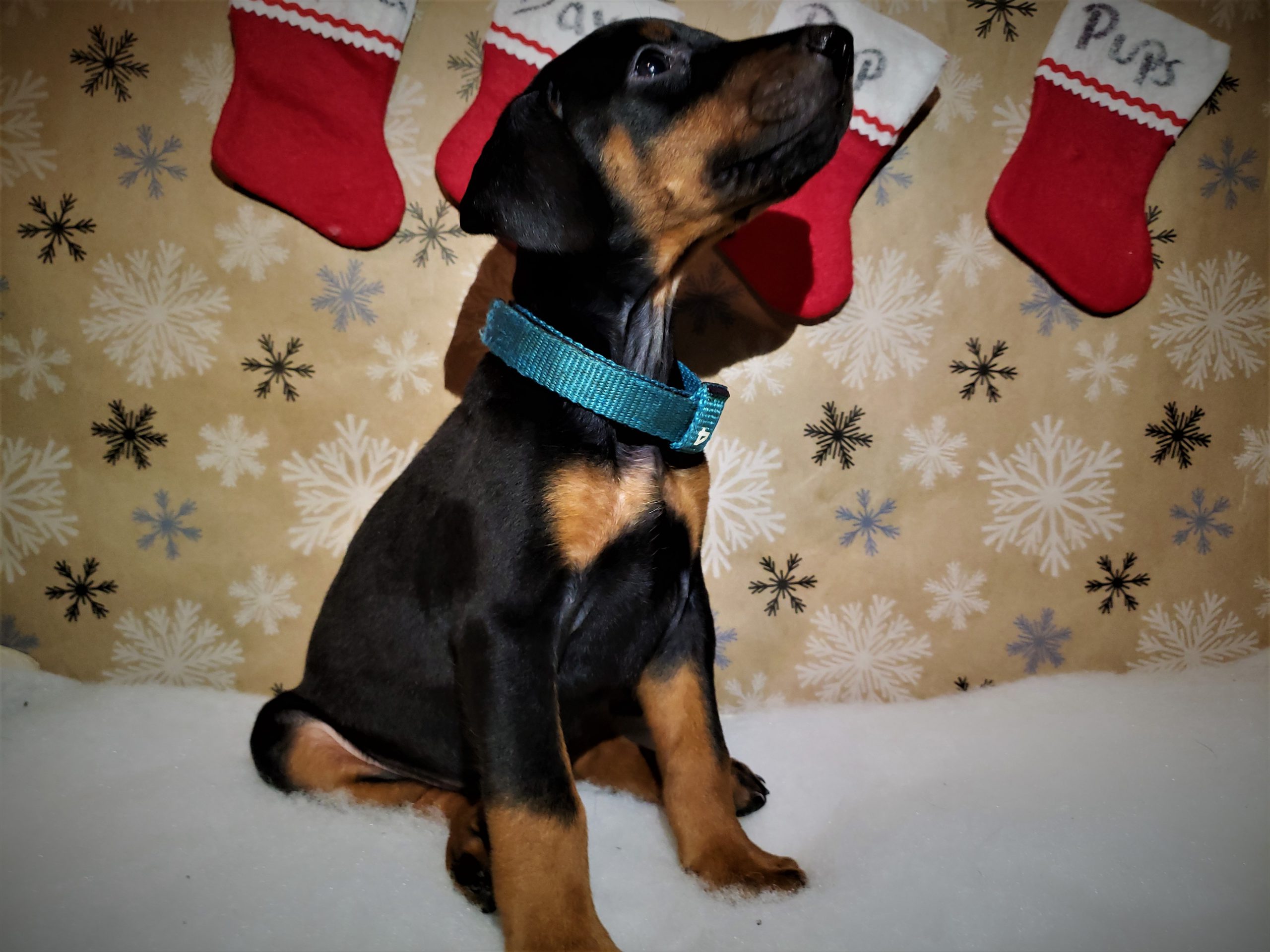 a puppy with Christmas stocking socks in the background