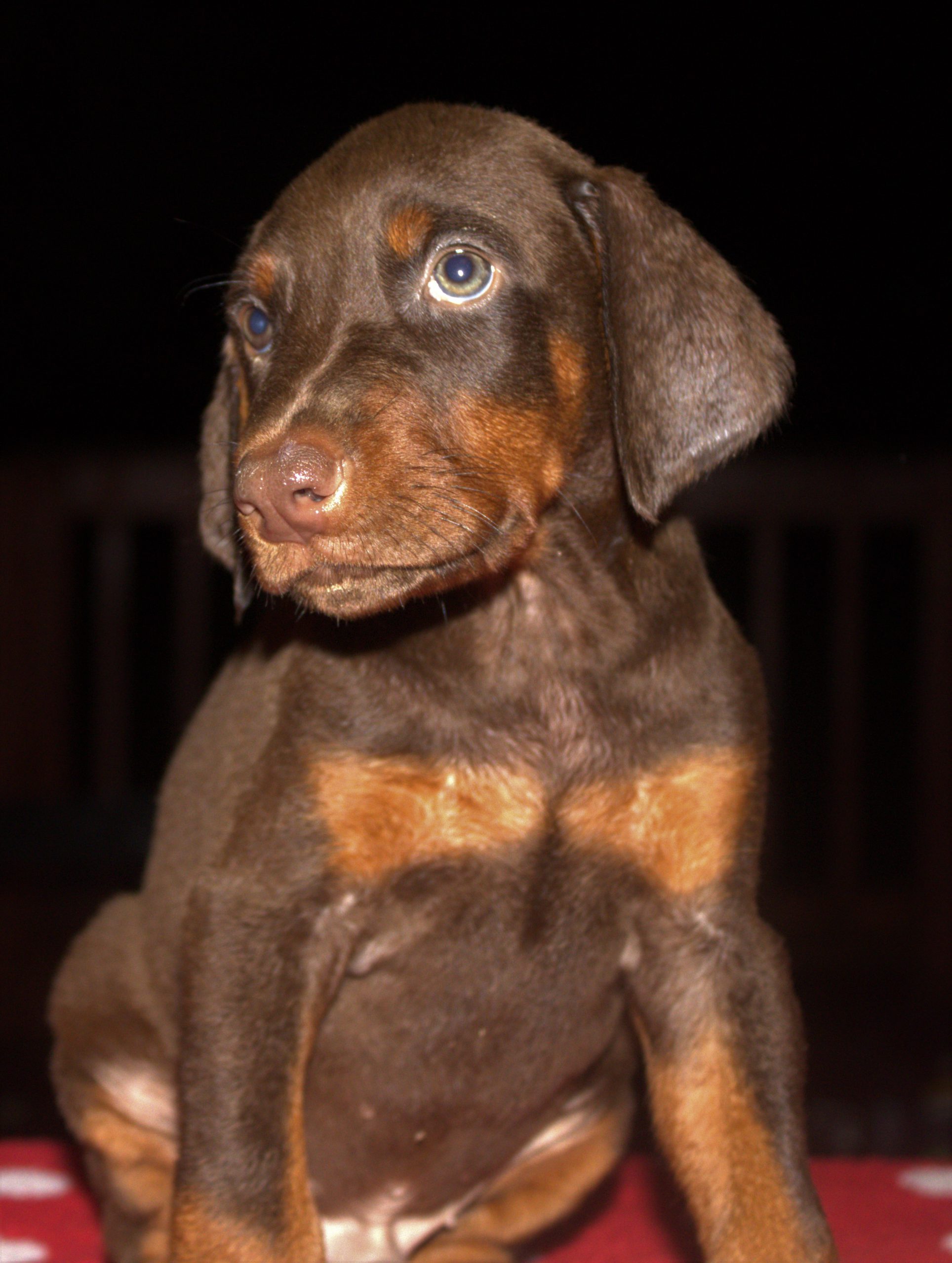 a brown puppy sitting