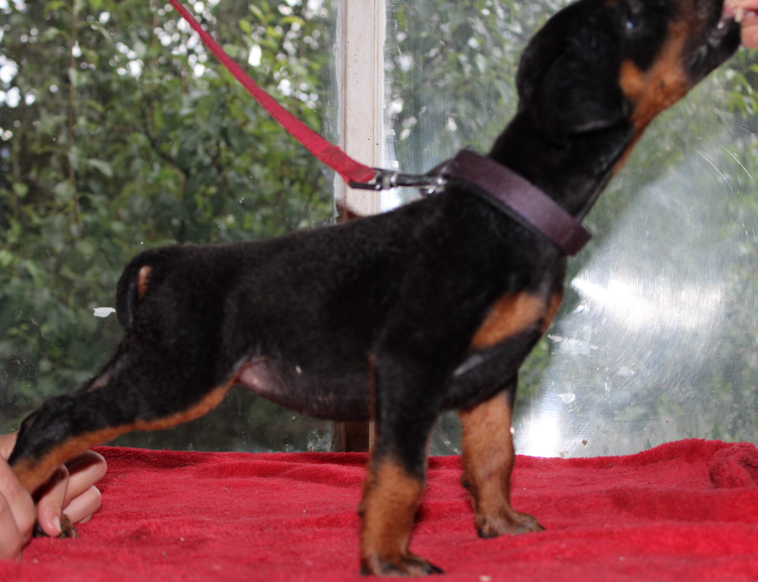 a puppy in a leash