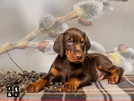 a male Doberman puppy in a pictorial