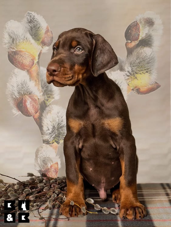 a Doberman pup in a photoshoot