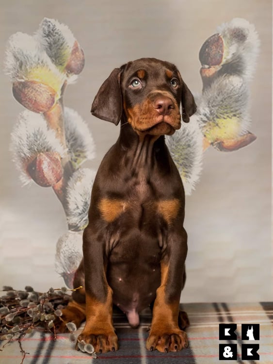a well-behaved Doberman puppy in a pictorial