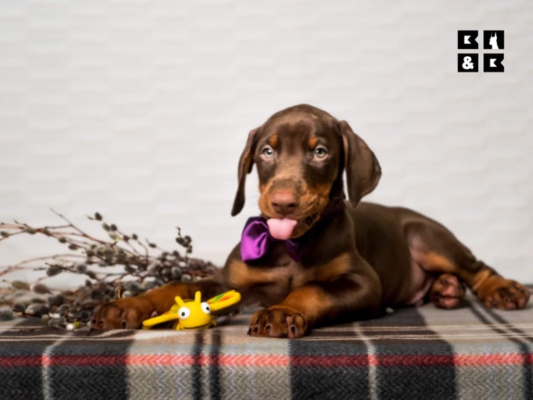 cute Doberman puppy in a photoshoot with its toy