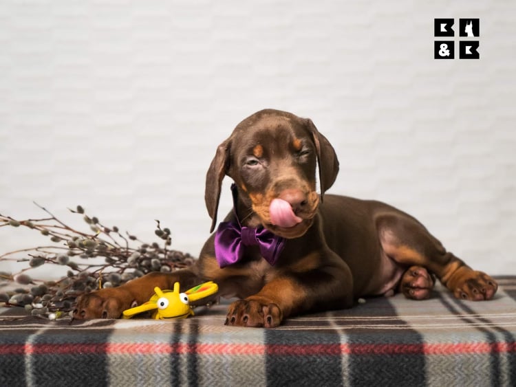 Doberman puppy licking its nose in a photoshoot