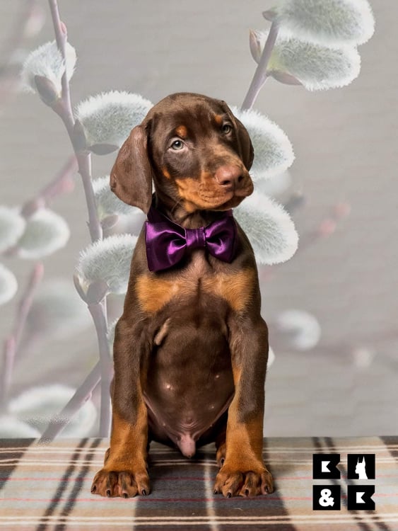 cute Doberman puppy with a bow in a photoshoot