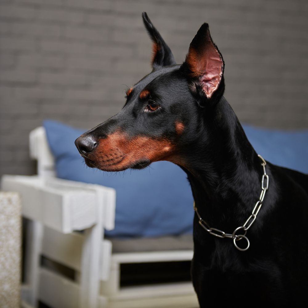 The Three Types of Doberman Ear Cropping Styles