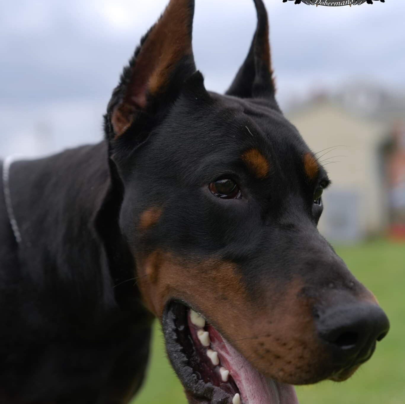 black Doberman with its tongue out