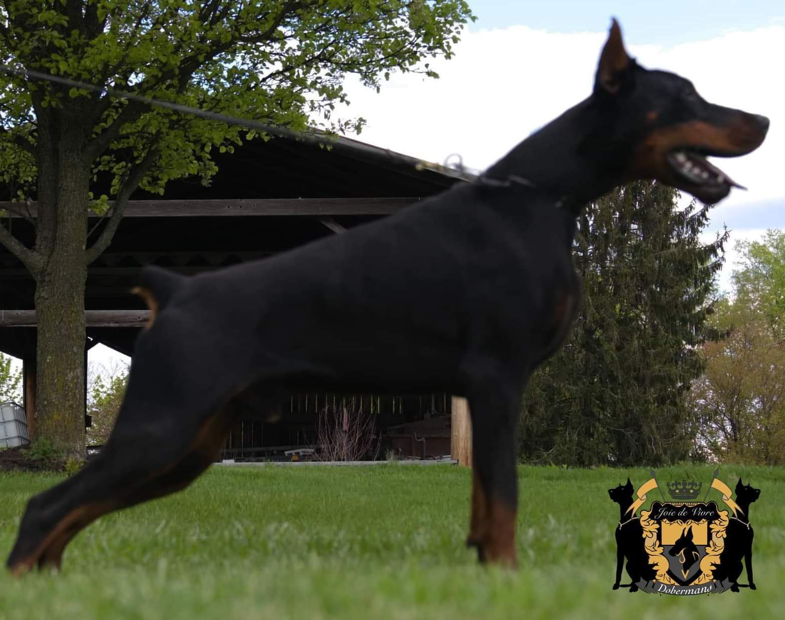black Doberman with a short tail