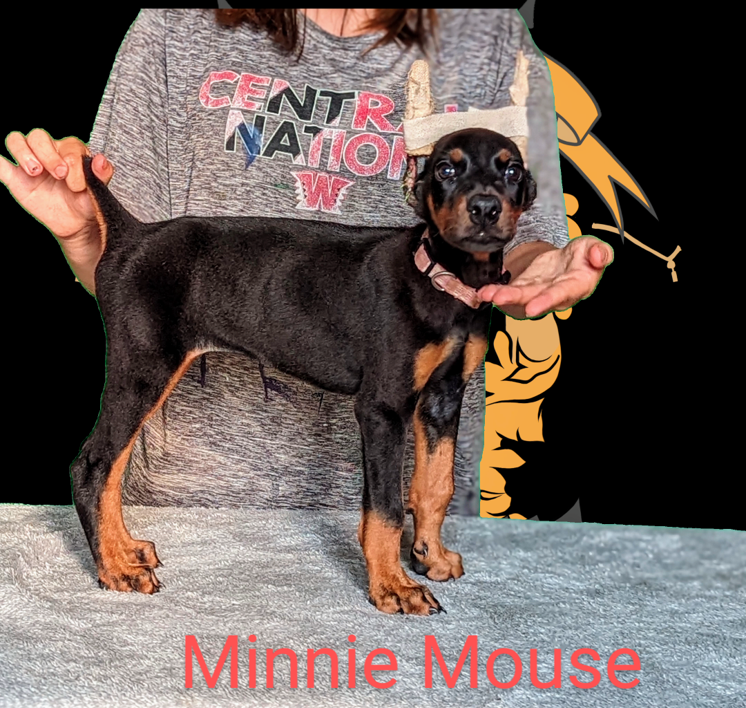 Minnie Mouse 8 weeks3