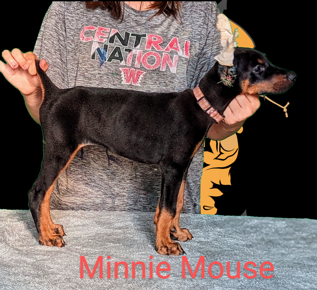 Minnie Mouse 8 weeks4