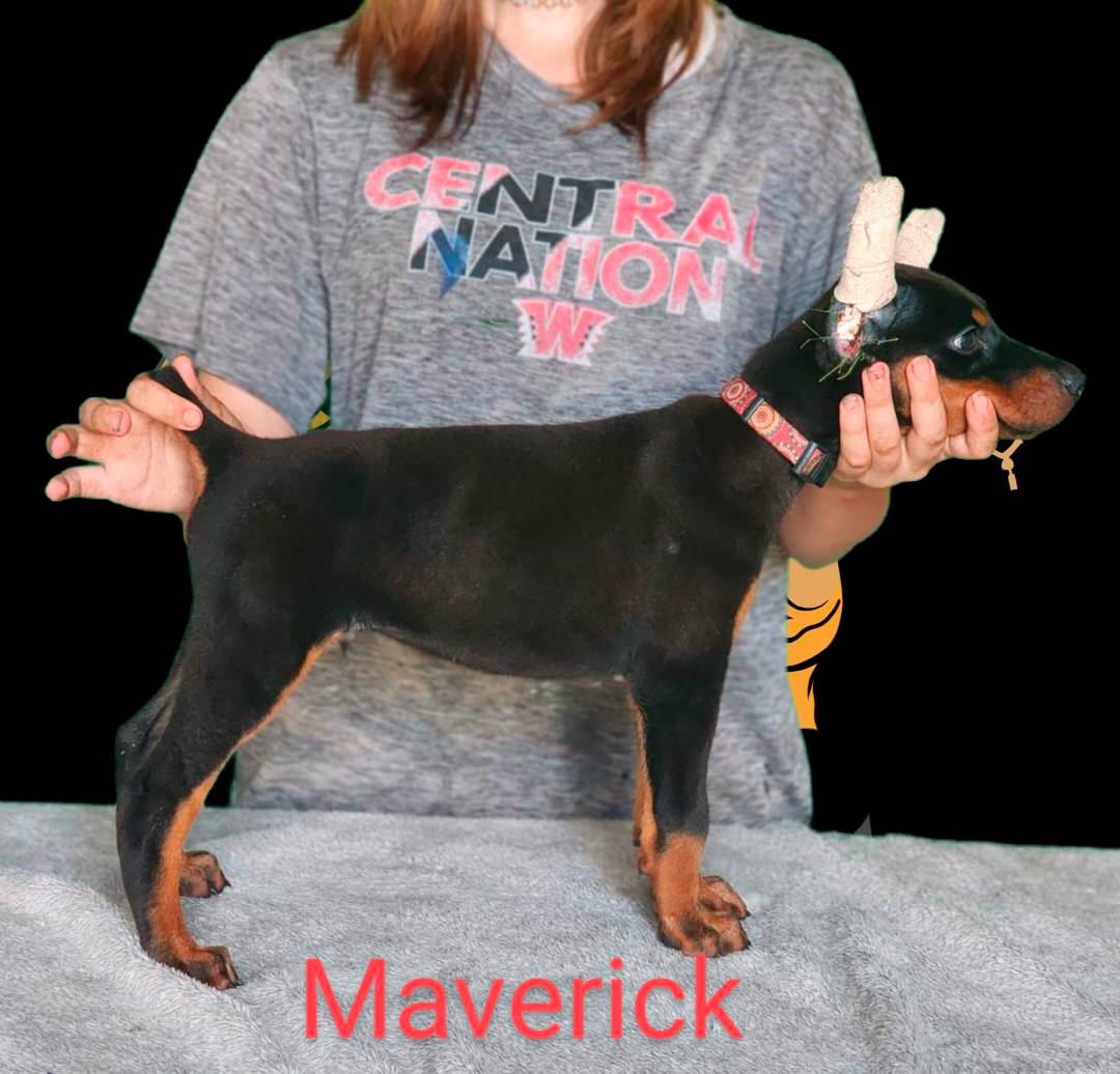 maverick 8 weeks1
