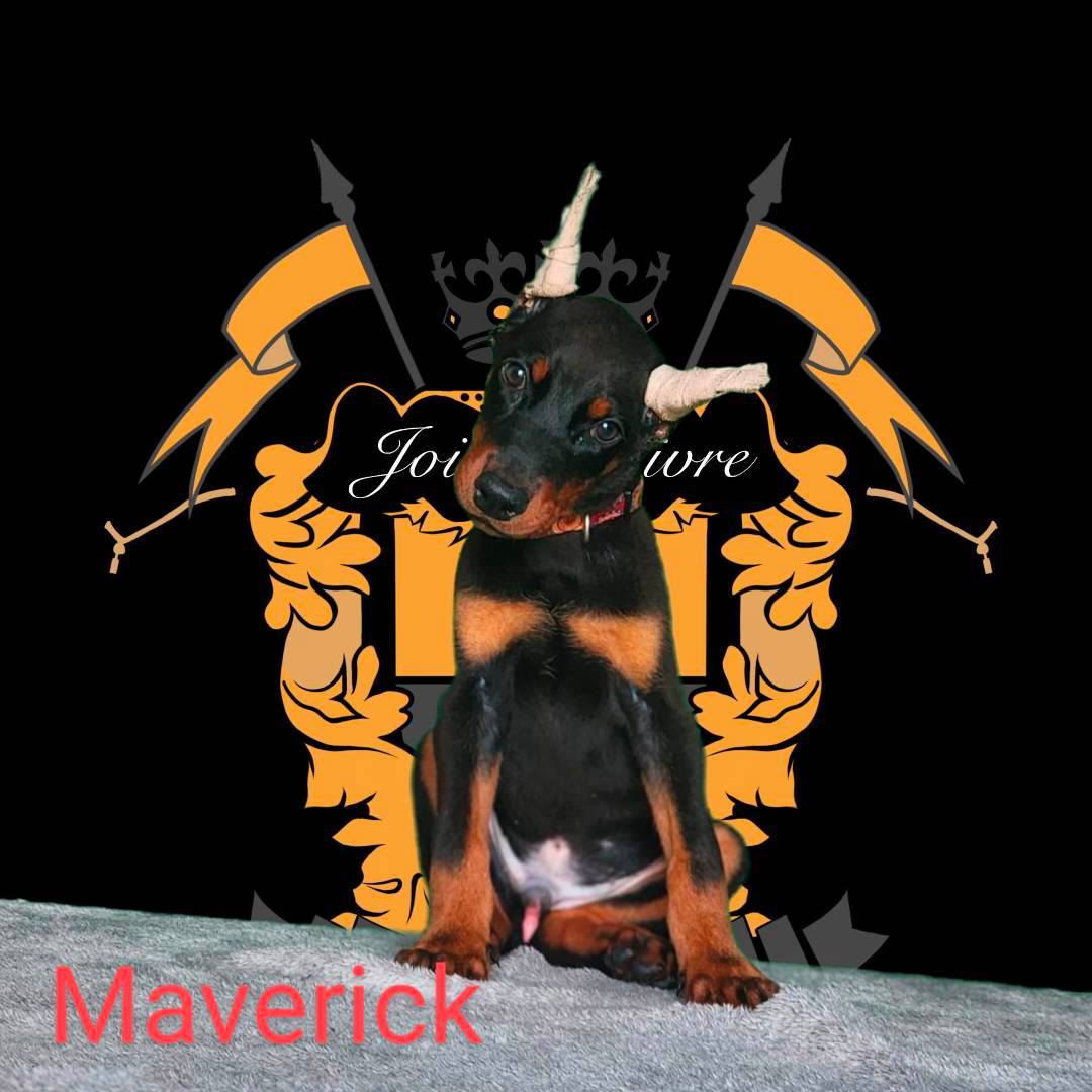 maverick 8 weeks4