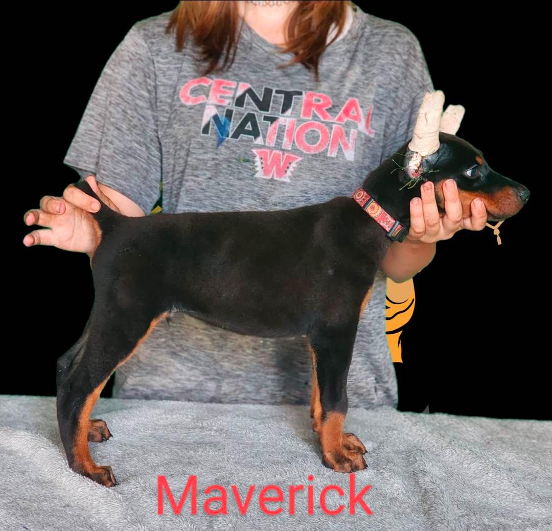 maverick 8weeks2