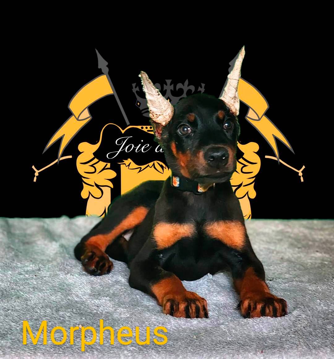 morpheus 6 weeks3